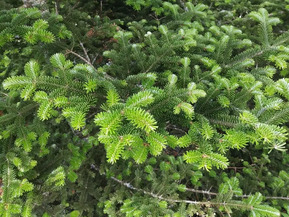 Пихта Фразера