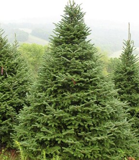 Пихта Фразера