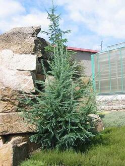 Лиственница японская "Блю Рэббит" Солитер