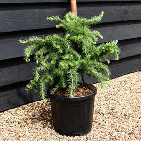 Лиственница японская "Little Bogle"