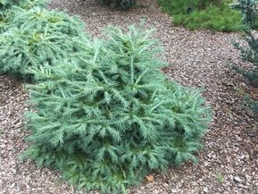 Лиственница японская "Minor"