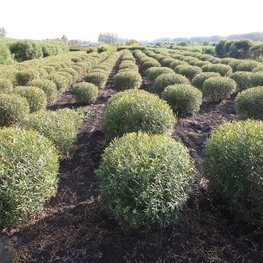 Ива ломкая шаровидная Глобоза (Globosa)