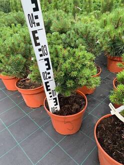 Сосна горная "Литтел Леди"