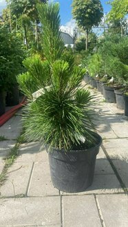 Сосна черная "Corsica"