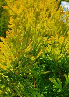 Туя западная Малониана Аурея