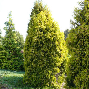 Туя западная Малониана Аурея