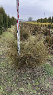 Туя западная "Олендорфи"