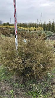 Туя западная "Олендорфи"