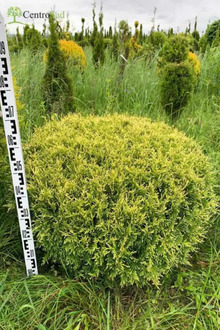 Туя западная "Stolwijk" (Стрижка шаровая )