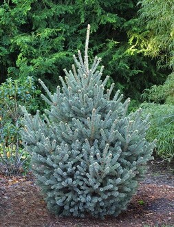 Ель канадская (сизая)