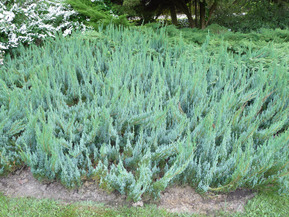 Можжевельник горизонтальный Альпина (Alpina)