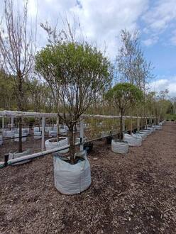 Ива ломкая Басфордиана