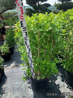 Гортензия метельчатая Меджикал Файер (Magical Fire)