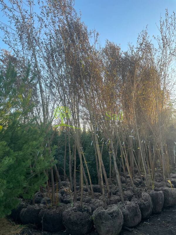 Ива белая Саликс альба (Salix alba)