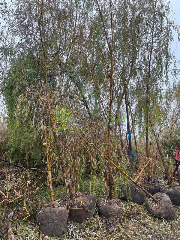 Ива белая Саликс альба (Salix alba)