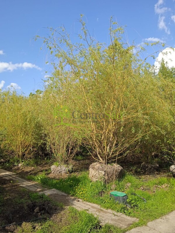 Ива белая Саликс альба (Salix alba)