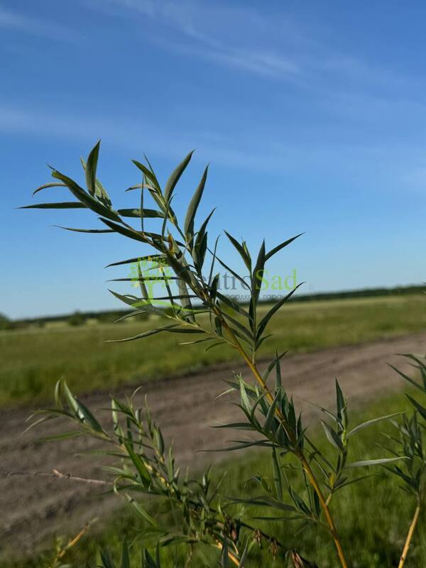 Ива белая Саликс альба (Salix alba)