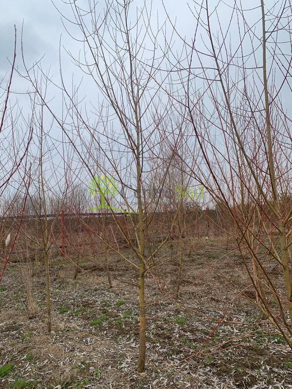 Ива белая Саликс альба (Salix alba)