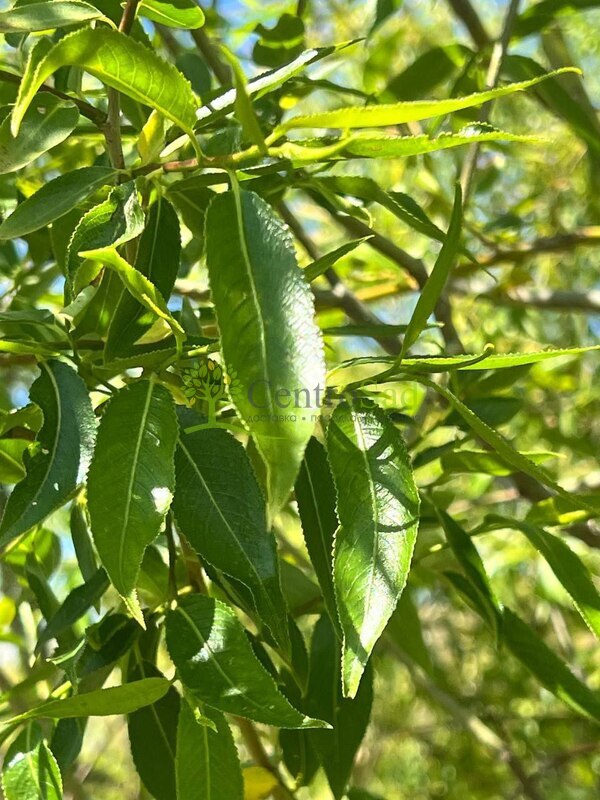 Ива белая Саликс альба (Salix alba)