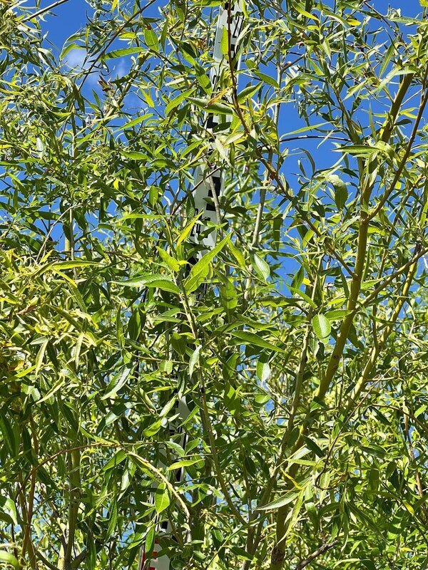 Ива белая Саликс альба (Salix alba)