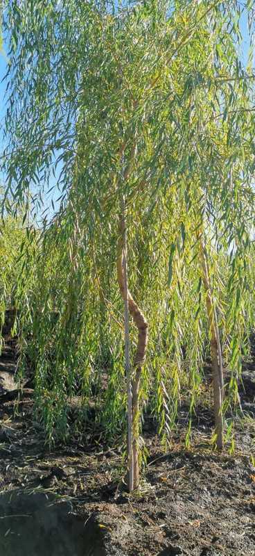 Ива белая Саликс альба (Salix alba)