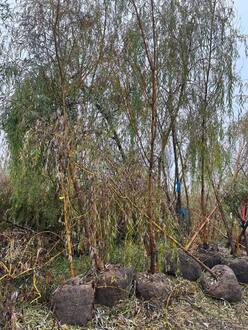 Ива белая Саликс альба (Salix alba)