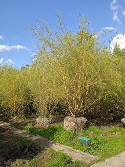 Ива белая Саликс альба (Salix alba)