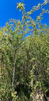 Ива белая Саликс альба (Salix alba)