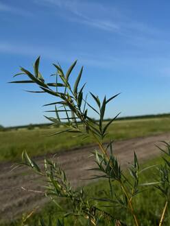 Ива белая Саликс альба (Salix alba)