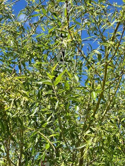 Ива белая Саликс альба (Salix alba)