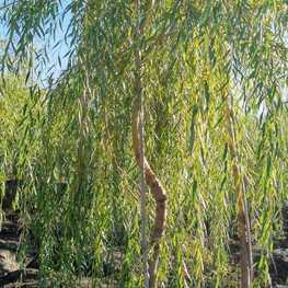 Ива белая Саликс альба (Salix alba)