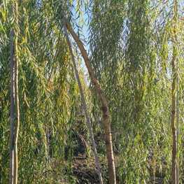 Ива белая Саликс альба (Salix alba)