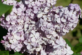 Сирень обыкновенная "Гортензия" (Hortensja)