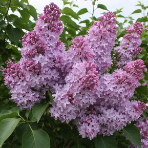 Сирень обыкновенная "Серебряные звезды"