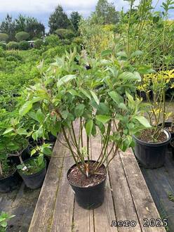 Дерен белый "Батон Руж" (Baton Rouge)