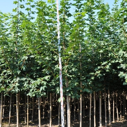 Клен Остролистный (Acer platanoides)