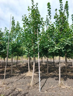Клен Остролистный Ацер платаноидес (Acer platanoides)