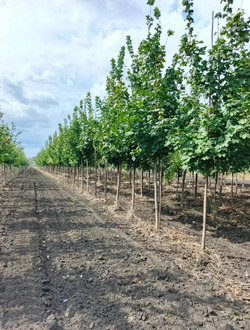 Клен Остролистный Ацер платаноидес (Acer platanoides)
