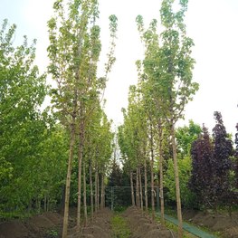 Клен Остролистный Ацер платаноидес (Acer platanoides)