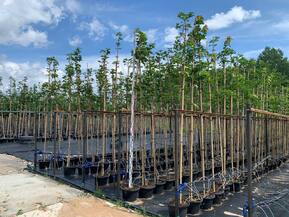 Клен Остролистный Ацер платаноидес (Acer platanoides)