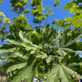 Клен Остролистный Ацер платаноидес (Acer platanoides)