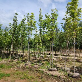 Клен Остролистный Ацер платаноидес (Acer platanoides)