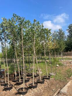 Клен Остролистный Ацер платаноидес (Acer platanoides)