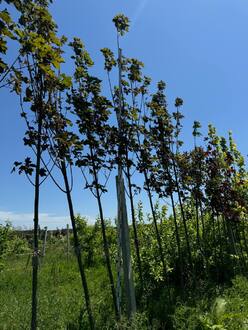 Клен Остролистный Ацер платаноидес (Acer platanoides)