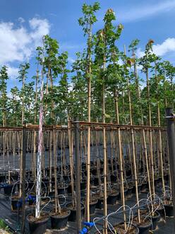 Клен Остролистный Ацер платаноидес (Acer platanoides)