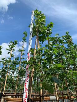 Клен Остролистный Ацер платаноидес (Acer platanoides)