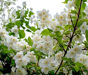 Чубушник венечный Силберреген (Silberregen)