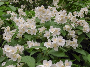 Крупноцветковый чубушник