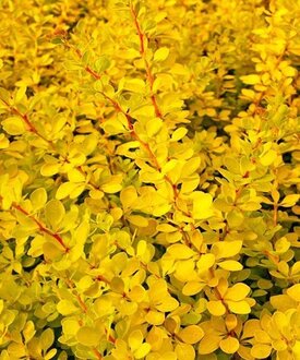 Барбарис Тунберга "Санни" (Sunny)