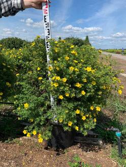 Лачатка кустарниковая "Лаймлайт" (Limelight)